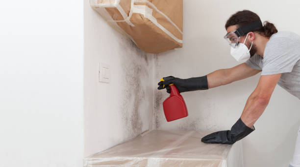 Basement Mold Remediation treatment on basement walls in Florence